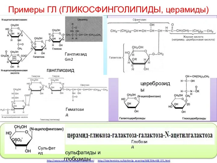 Примеры ГЛ (ГЛИКОСФИНГОЛИПИДЫ, церамиды) http://www.xumuk.ru/biologhim/076.html http://biochemistry.ru/biohimija_severina/B5873Part58-371.html сульфатиды и глобозиды ганглиозиды Ганглиозид Gm2 Гематозид цереброзиды Сульфатид Глобозид