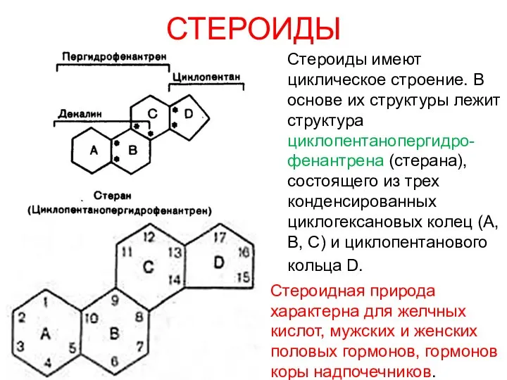 СТЕРОИДЫ Стероиды имеют циклическое строение. В основе их структуры лежит структура