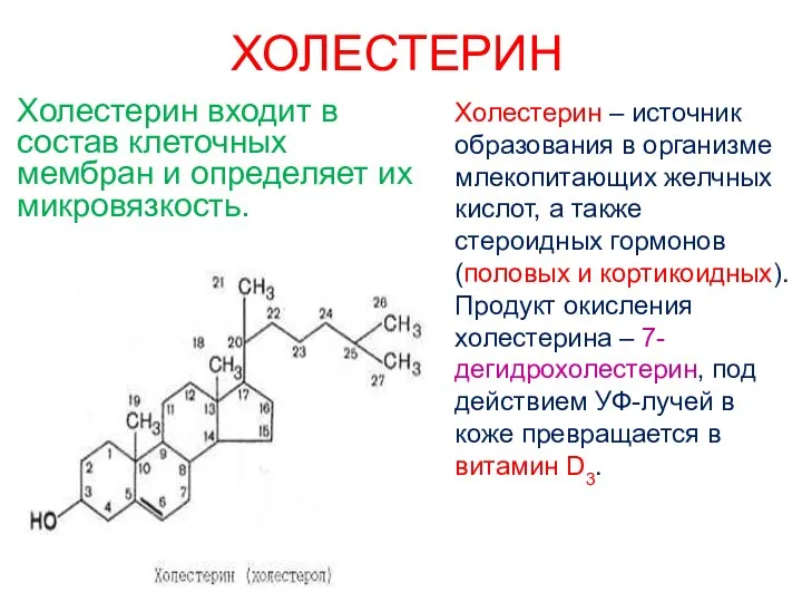 ХОЛЕСТЕРИН Холестерин входит в состав клеточных мембран и определяет их микровязкость.