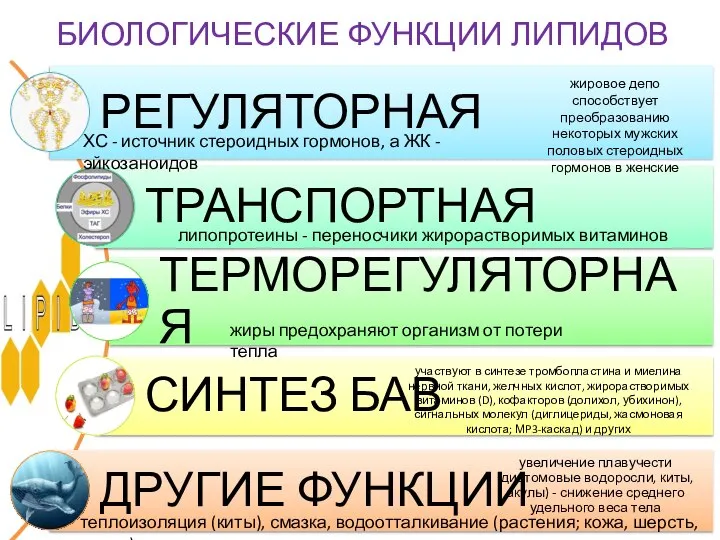 БИОЛОГИЧЕСКИЕ ФУНКЦИИ ЛИПИДОВ липопротеины - переносчики жирорастворимых витаминов жиры предохраняют организм