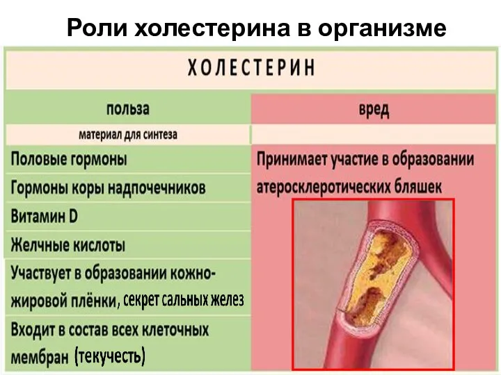 Роли холестерина в организме