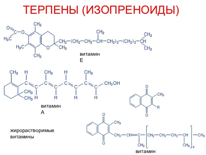 ТЕРПЕНЫ (ИЗОПРЕНОИДЫ) витамин А витамин К витамин Е жирорастворимые витамины