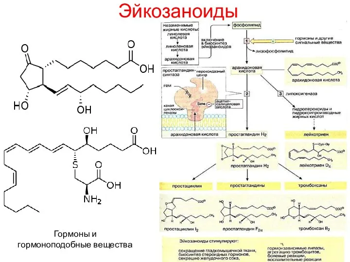 Эйкозаноиды Гормоны и гормоноподобные вещества