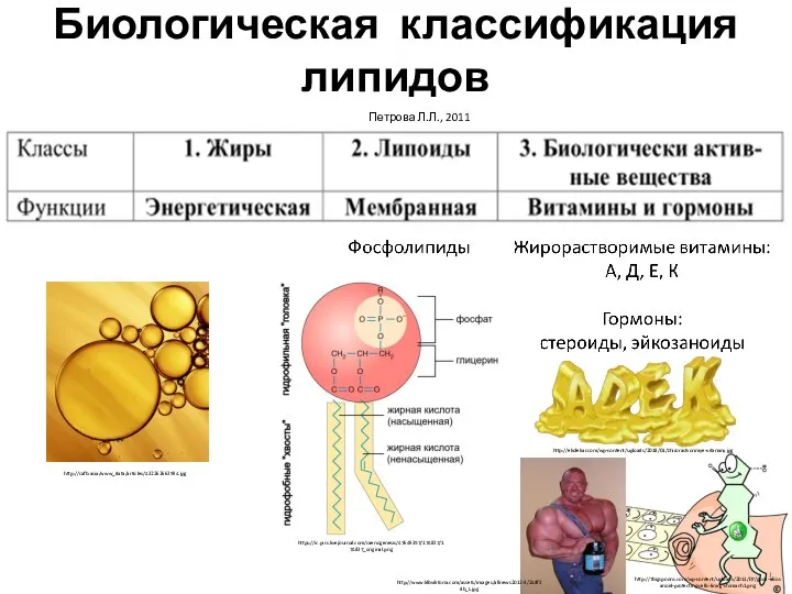 Биологическая классификация липидов Петрова Л.Л., 2011 http://cafb.asia/www_data/articles/432262663594.jpg https://ic.pics.livejournal.com/caenogenesis/47649357/174837/174837_original.png http://ekolekar.com/wp-content/uploads/2018/01/zhirorastvorimye-vitaminy.jpg http://www.klbviktoria.com/assets/images/allnews2012-3/24df3db_L.jpg http://7bigspoons.com/wp-content/uploads/2011/07/good-eicosanoid-protecting-cells-lining-stomach1.png