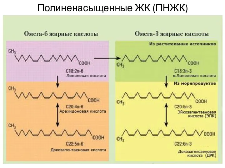 Полиненасыщенные ЖК (ПНЖК)