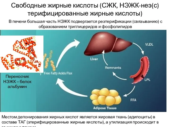 Свободные жирные кислоты (СЖК, НЭЖК-неэ(с)терифицированные жирные кислоты) В печени большая часть