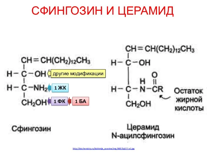 СФИНГОЗИН И ЦЕРАМИД 1 ЖК 1 ФК 1 БА другие модификации http://biochemistry.ru/biohimija_severina/img/B5873p377-a1.jpg