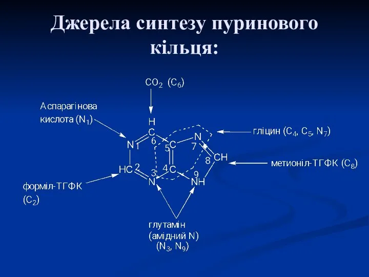 Джерела синтезу пуринового кільця: