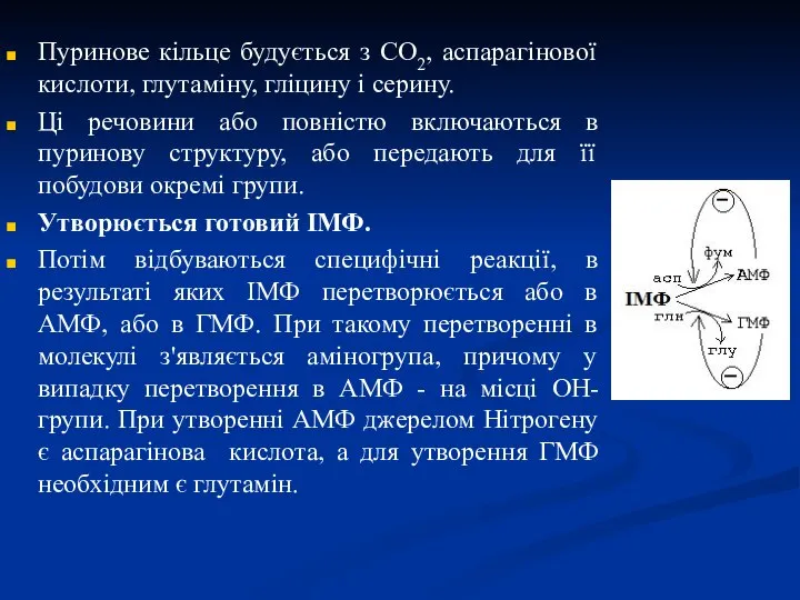 Пуринове кільце будується з СО2, аспарагінової кислоти, глутаміну, гліцину і серину.