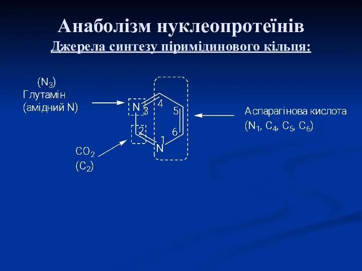 Анаболізм нуклеопротеїнів Джерела синтезу піримідинового кільця: