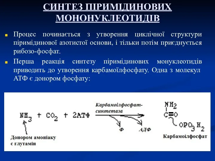 СИНТЕЗ ПІРИМІДИНОВИХ МОНОНУКЛЕОТИДІВ Процес починається з утворення циклічної структури піримідинової азотистої