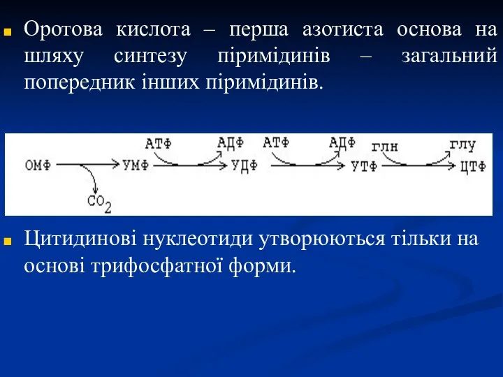 Оротова кислота – перша азотиста основа на шляху синтезу піримідинів –