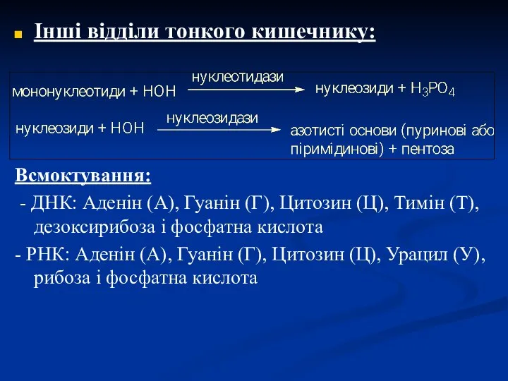 Інші відділи тонкого кишечнику: Всмоктування: - ДНК: Аденін (А), Гуанін (Г),