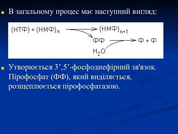 В загальному процес має наступний вигляд: Утворюється 3’,5’-фосфодиефірний зв'язок. Пірофосфат (ФФ), який виділяється, розщеплюється пірофосфатазою.