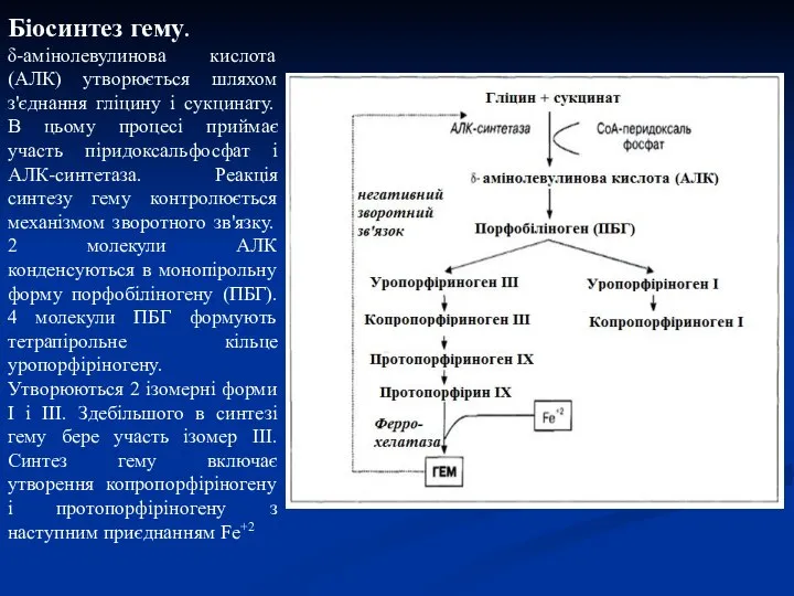 Біосинтез гему. δ-амінолевулинова кислота (АЛК) утворюється шляхом з'єднання гліцину і сукцинату.