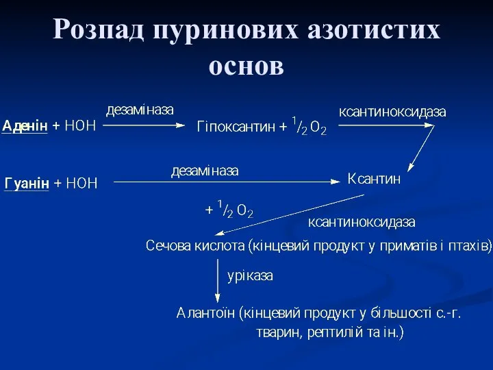 Розпад пуринових азотистих основ