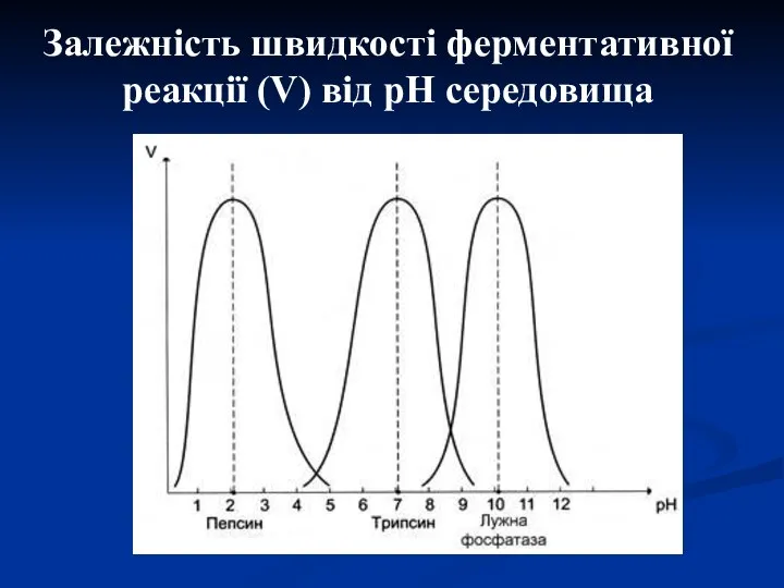 Залежність швидкості ферментативної реакції (V) від рН середовища