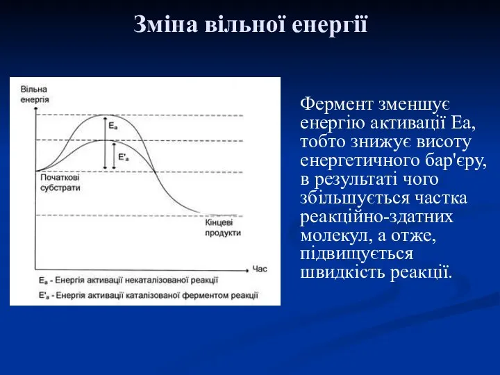 Фермент зменшує енергію активації Еа, тобто знижує висоту енергетичного бар'єру, в