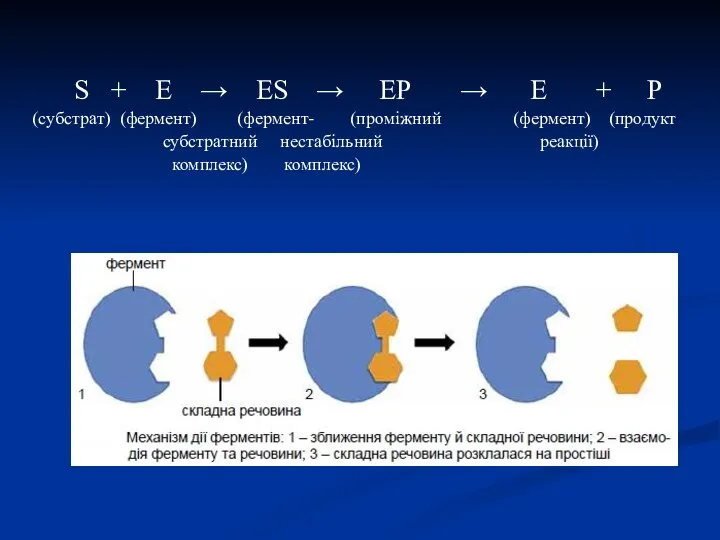 S + E → ES → EP → E + P