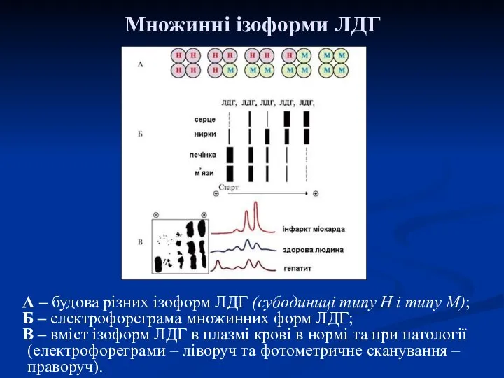 Множинні ізоформи ЛДГ А – будова різних ізоформ ЛДГ (субодиниці типу