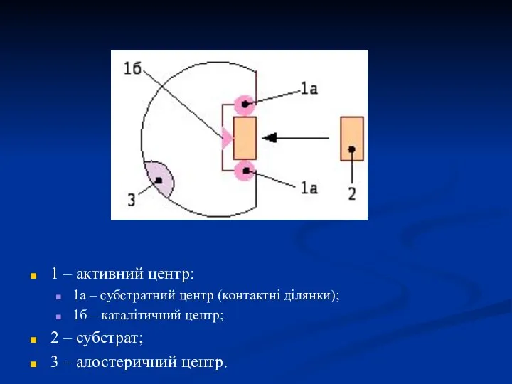 1 – активний центр: 1а – субстратний центр (контактні ділянки); 1б