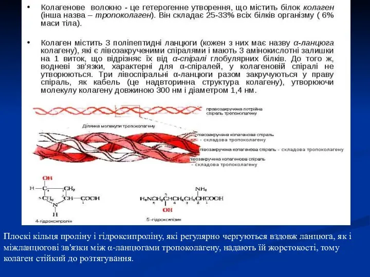 Плоскі кільця проліну і гідроксипроліну, які регулярно чергуються вздовж ланцюга, як