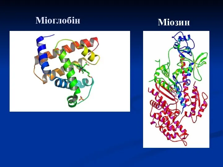 Міоглобін Міозин