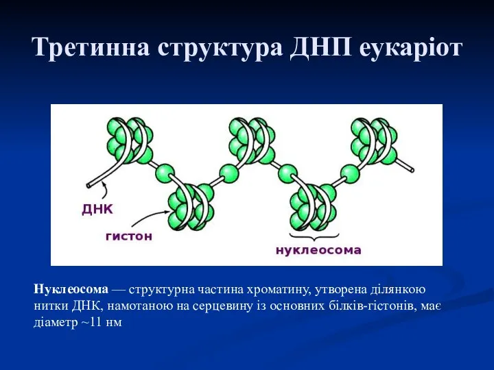 Третинна структура ДНП еукаріот Нуклеосома — структурна частина хроматину, утворена ділянкою