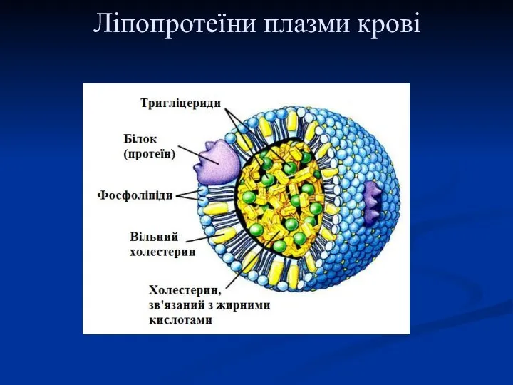 Ліпопротеїни плазми крові