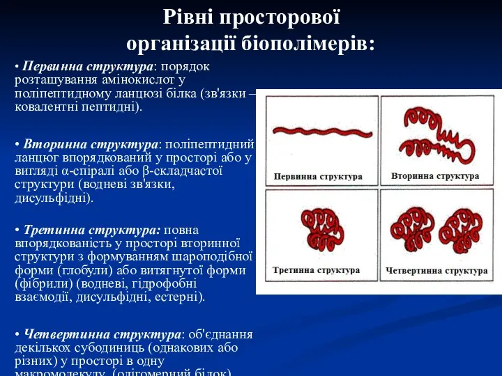 • Первинна структура: порядок розташування амінокислот у поліпептидному ланцюзі білка (зв'язки