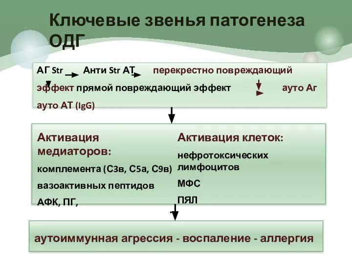 АГ Str Анти Str АТ перекрестно повреждающий эффект прямой повреждающий эффект