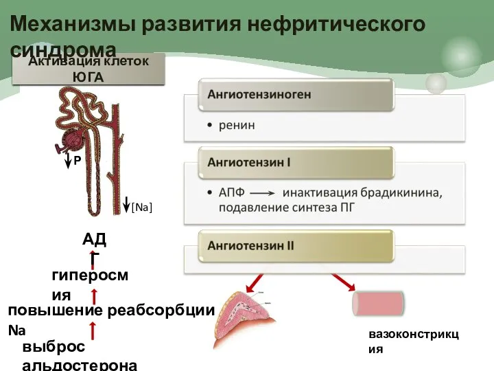 Р Активация клеток ЮГА вазоконстрикция выброс альдостерона повышение реабсорбции Na Механизмы