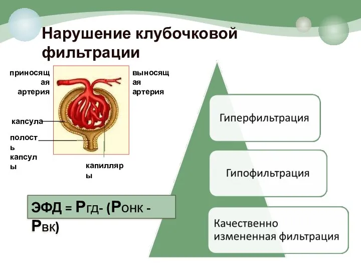 капсула полость капсулы капилляры приносящая артерия выносящая артерия Нарушение клубочковой фильтрации