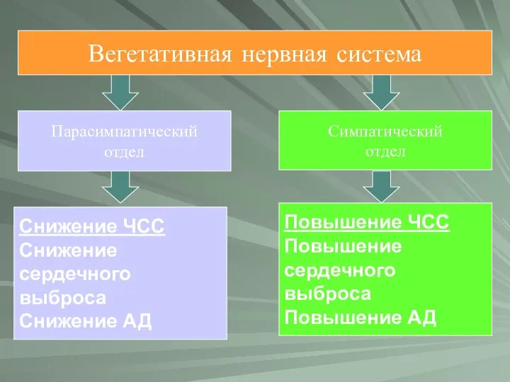 Вегетативная нервная система Парасимпатический отдел Симпатический отдел Снижение ЧСС Снижение сердечного