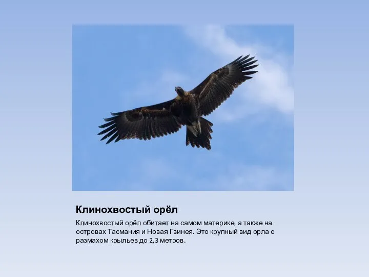 Клинохвостый орёл Клинохвостый орёл обитает на самом материке, а также на