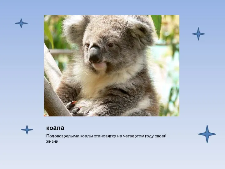 коала Половозрелыми коалы становятся на четвертом году своей жизни.