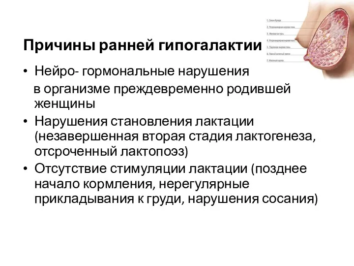 Причины ранней гипогалактии Нейро- гормональные нарушения в организме преждевременно родившей женщины