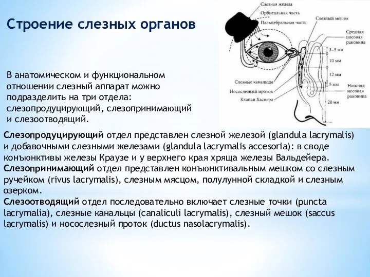 Слезопродуцирующий отдел представлен слезной железой (glandula lacrymalis) и добавочными слезными железами