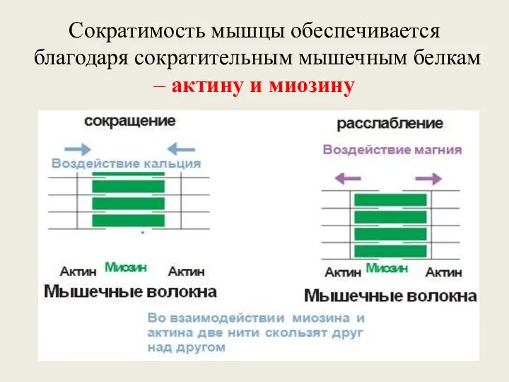 Сократимость мышцы обеспечивается благодаря сократительным мышечным белкам – актину и миозину