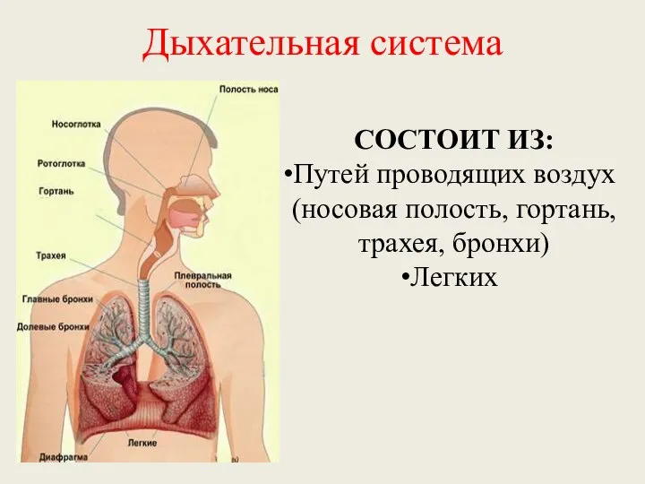 Дыхательная система СОСТОИТ ИЗ: Путей проводящих воздух (носовая полость, гортань, трахея, бронхи) Легких