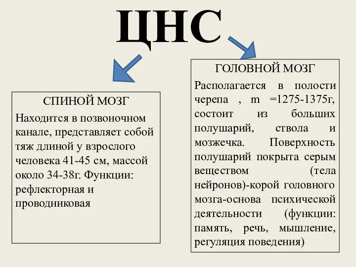 ЦНС СПИНОЙ МОЗГ Находится в позвоночном канале, представляет собой тяж длиной