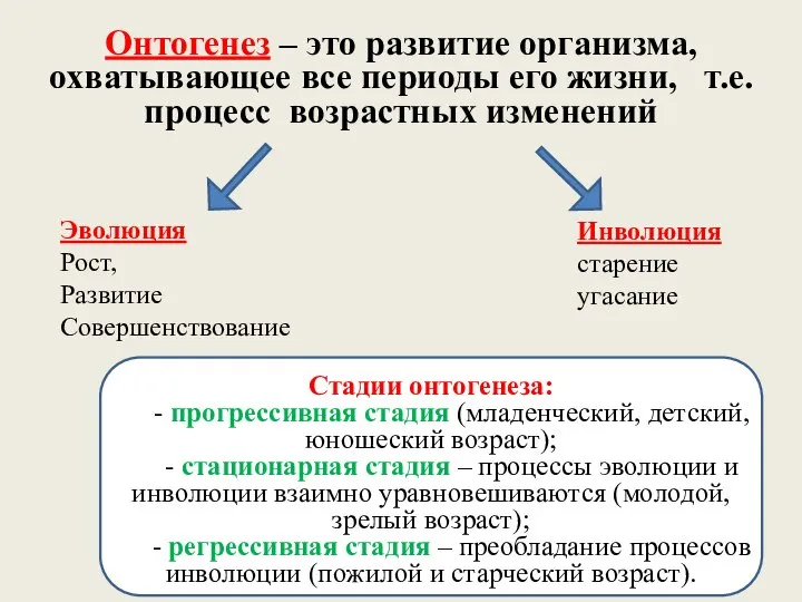 Онтогенез – это развитие организма, охватывающее все периоды его жизни, т.е.