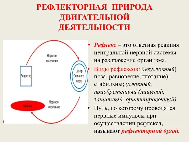 РЕФЛЕКТОРНАЯ ПРИРОДА ДВИГАТЕЛЬНОЙ ДЕЯТЕЛЬНОСТИ Рефлекс – это ответная реакция центральной нервной