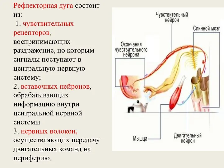 Рефлекторная дуга состоит из: 1. чувствительных рецепторов, воспринимающих раздражение, по которым