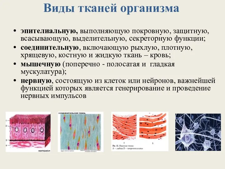 Виды тканей организма эпителиальную, выполняющую покровную, защитную, всасывающую, выделительную, секреторную функции;