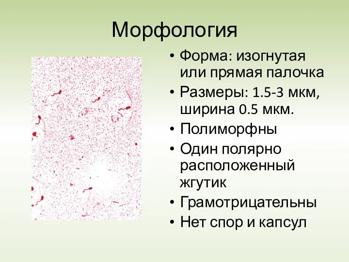 Морфология Форма: изогнутая или прямая палочка Размеры: 1.5-3 мкм, ширина 0.5