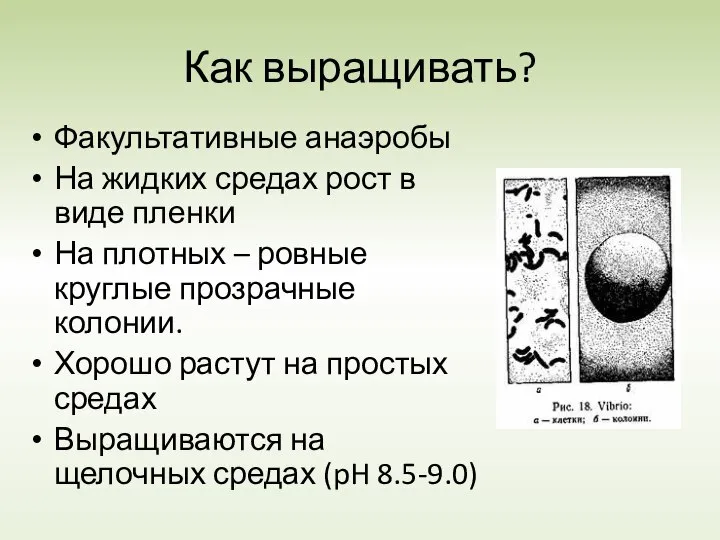 Как выращивать? Факультативные анаэробы На жидких средах рост в виде пленки