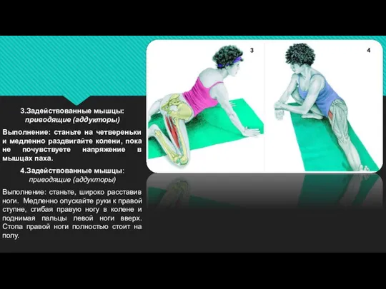 3.Задействованные мышцы: приводящие (аддукторы) Выполнение: станьте на четвереньки и медленно раздвигайте