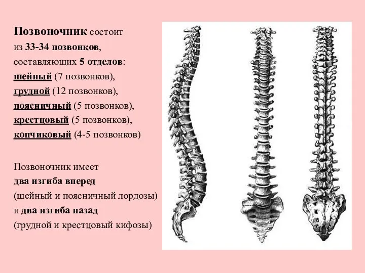 Позвоночник состоит из 33-34 позвонков, составляющих 5 отделов: шейный (7 позвонков),