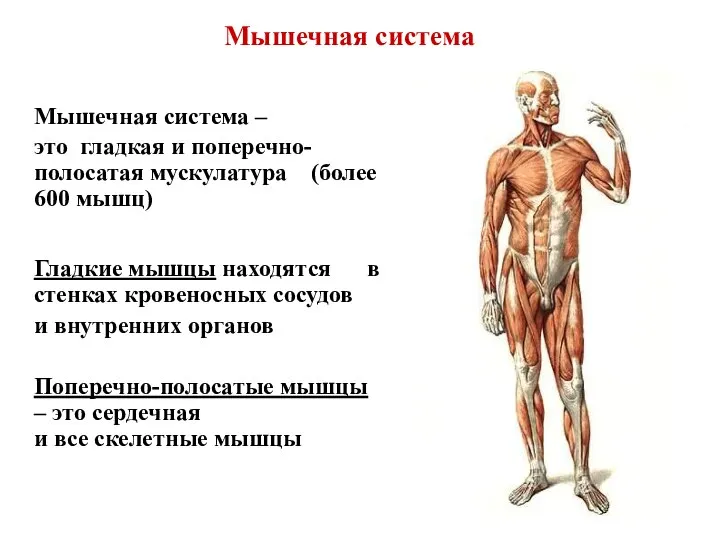 Мышечная система Мышечная система – это гладкая и поперечно-полосатая мускулатура (более